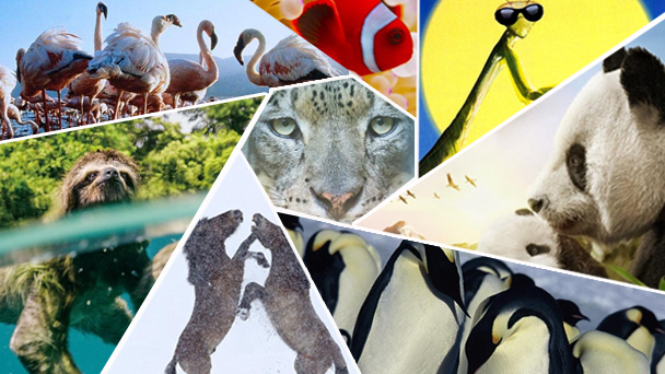 国际生物多样性日 这十部纪录片带你体验生命之美，开启心灵的国际旅行